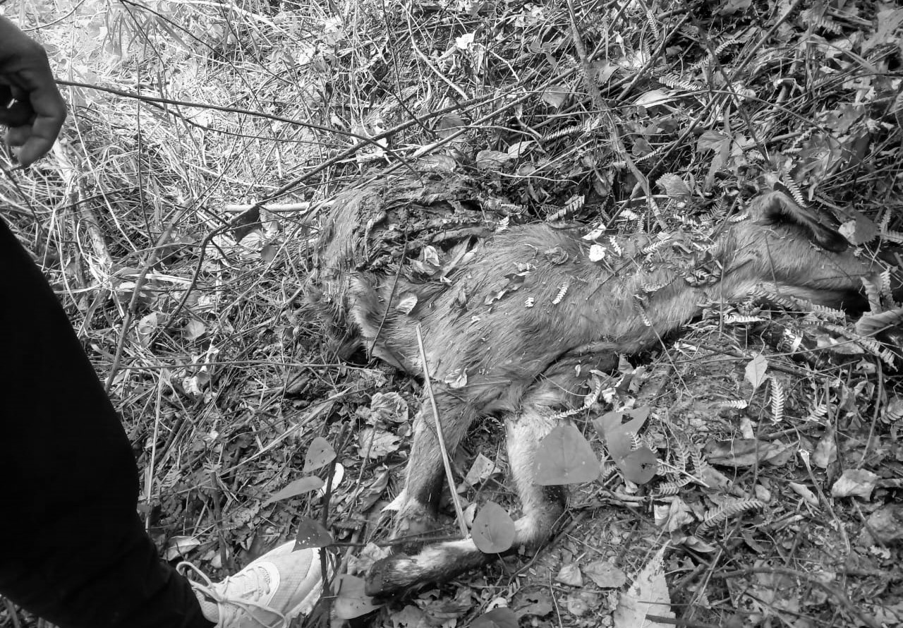 फुङिलङमा भालुको आतंक निरन्तर, किसान चिन्तित