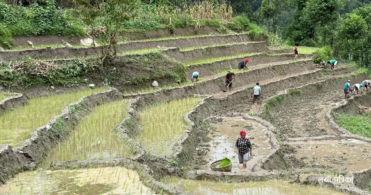 ताप्लेजुङमा ६२.५ प्रतिशत मात्रै धान रोपाइँ